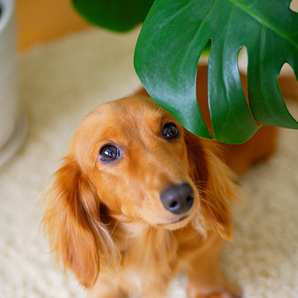 Puppy sitting under leaf